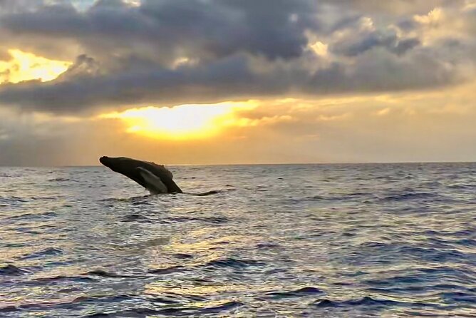 West Maui Sunset Whale Watch - Leaving from Mala Boat Ramp