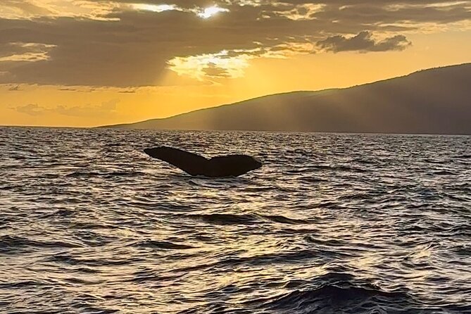 West Maui Sunset Whale Watch - The whale watching itself