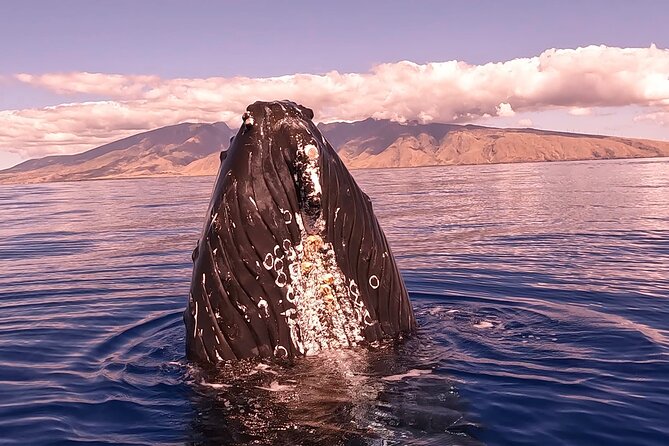 West Maui Sunset Whale Watch - What the two-hour route feels like
