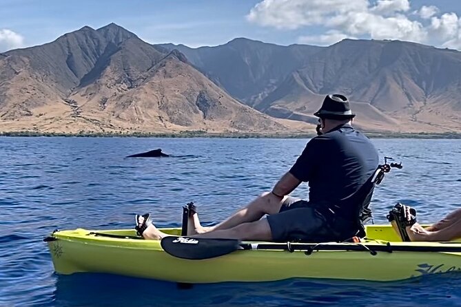 Whale Watch and Scenic Tour from Kayak - Starting at Olowalu Beach