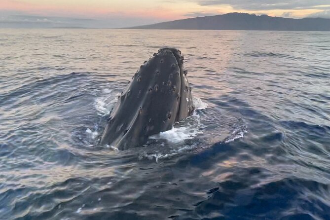 Whale Watch and Scenic Tour from Kayak - The year-round scenic version