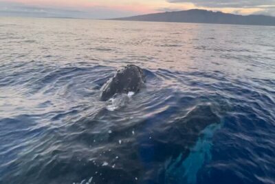 Whale Watch and Scenic Tour from Kayak