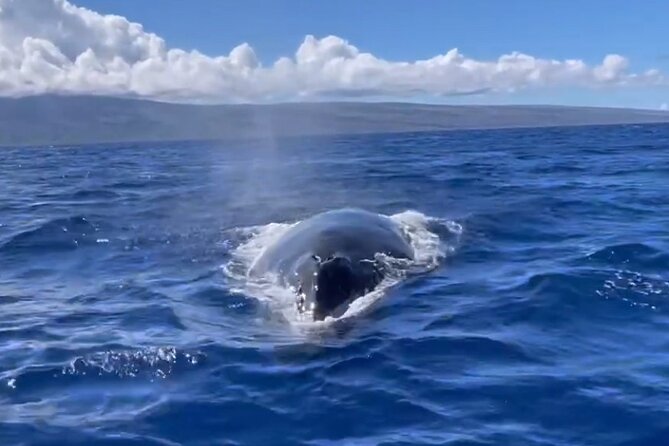Whale Watch and Scenic Tour from Kayak - Comfort, equipment, and what to pack