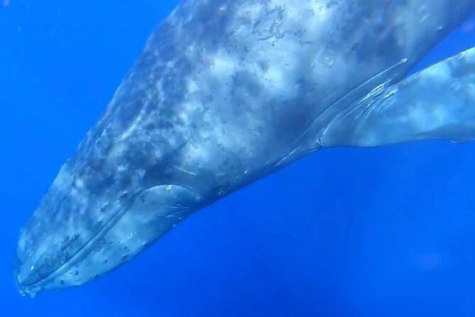Whale Watch and Scenic Tour from Kayak - How the two and a half hours unfold