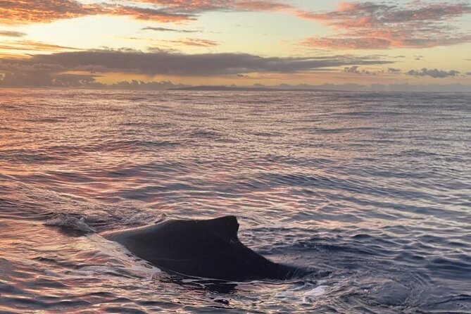 Whale Watch and Scenic Tour from Kayak - Is the experience worth the cost?