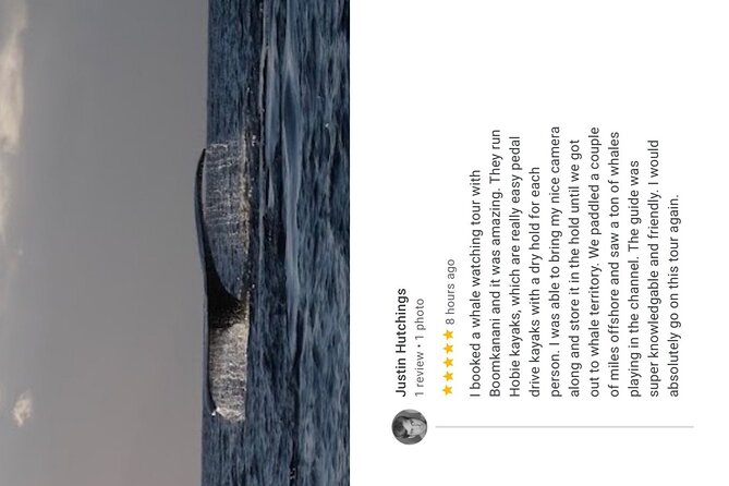 Whale Watch and Scenic Tour from Kayak - Who should book this Olowalu kayak tour?