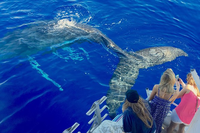 Whale Watch and Turtles Snorkel - Key points to know before you book