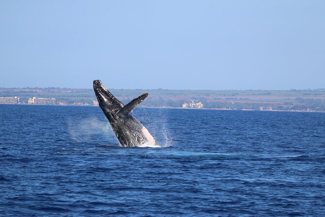 Whale Watch and Turtles Snorkel - Cost, timing, and what the $138 price covers