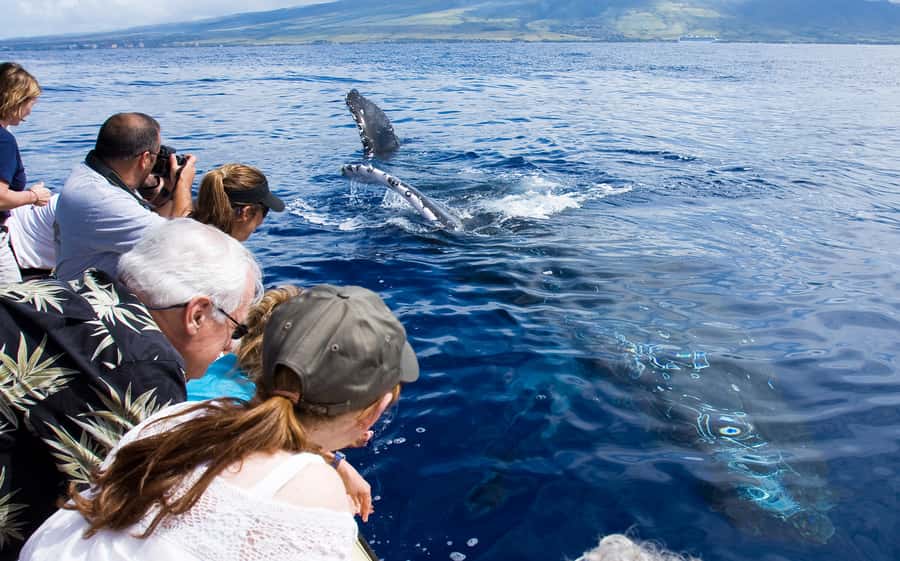 Whale Watch Sail Ma'alaea - What the Humpback Search Feels Like