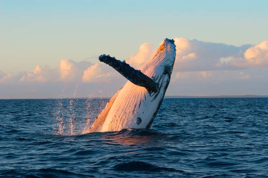 Whale Watch Sail Ma'alaea - Whale Songs Through the Hydrophones