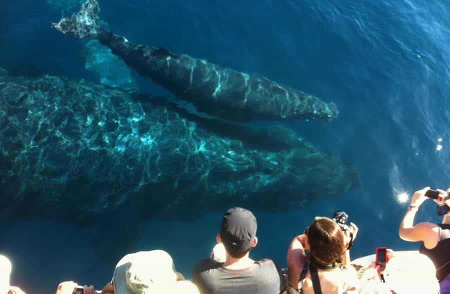 Whale Watch Sail Ma'alaea - Is $111 a Fair Price?