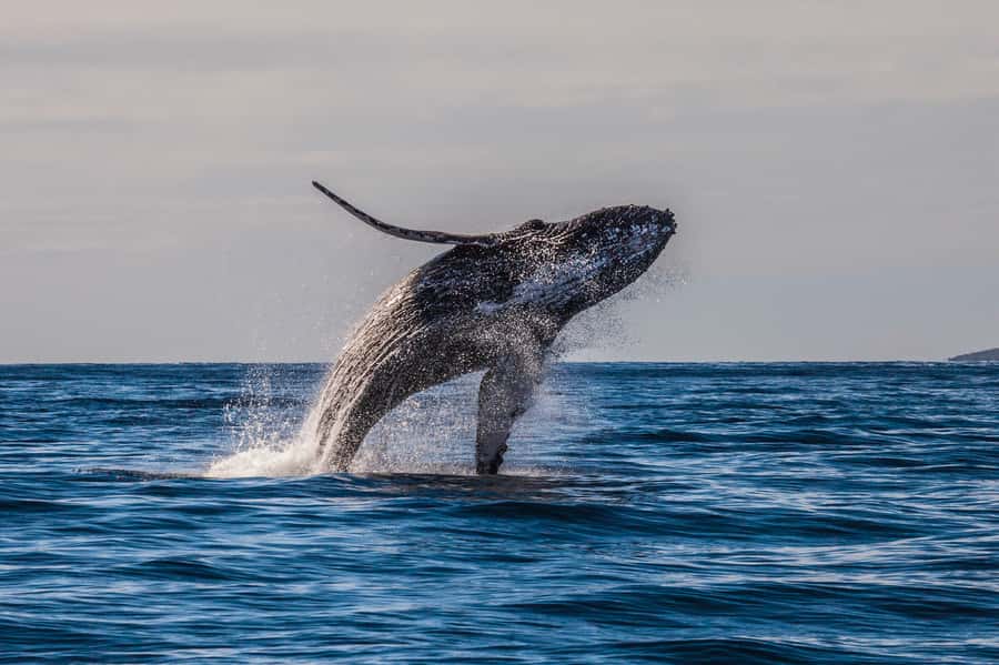 Whale Watch Sail Ma'alaea - What I Like Most About the Experience