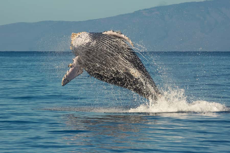 Whale Watch Sail Ma'alaea - Who Should Book This Whale Watch