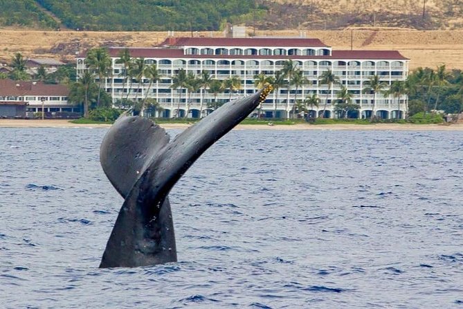 Whale Watching Experience - Key points to know before you book