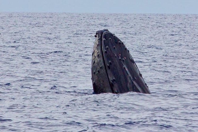 Whale Watching Experience - Why this raft makes a difference
