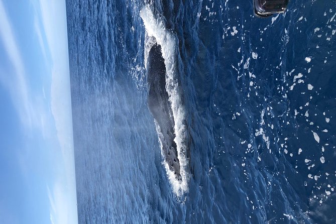 Whale Watching Experience - Close encounters, with sensible limits