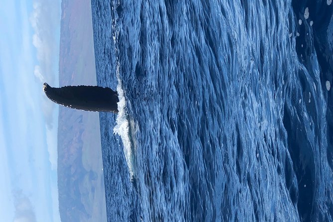 Whale Watching Experience - What the boat provides