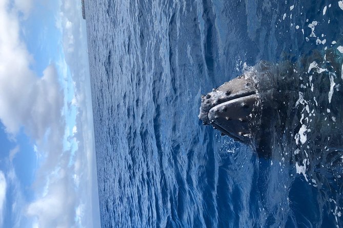 Whale Watching Experience - Weather, wind, and getting wet