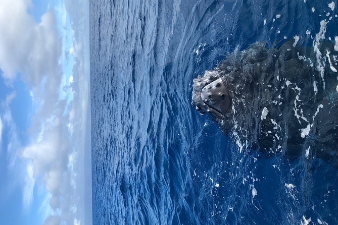 Whale Watching Experience - Price, group size, and overall value