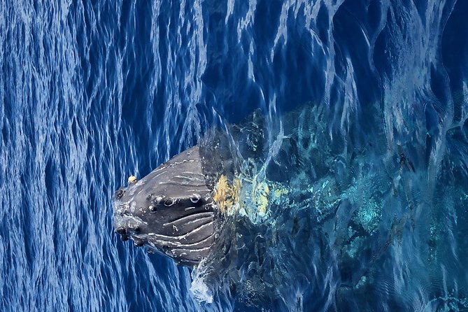 Whale Watching Experience - Who should choose this experience