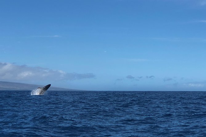 Whale Watching Experience - Meeting at Kaanapali Beach