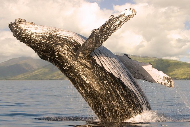 Whale Watching from Ma'alaea Harbor - Two Hours Among Maui’s Humpbacks