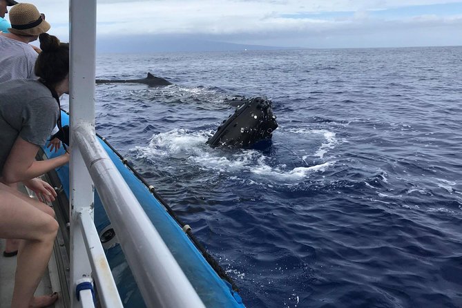 Whale Watching from Ma'alaea Harbor - What You Pay for at $82.65