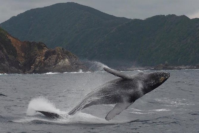 Whale Watching from Ma'alaea Harbor - Who Will Enjoy This Trip Most
