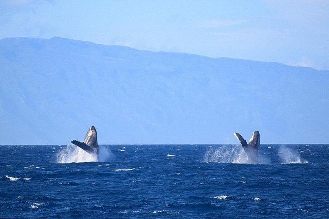 Whale Watching from Ma'alaea Harbor - Booking Timing and Practical Details