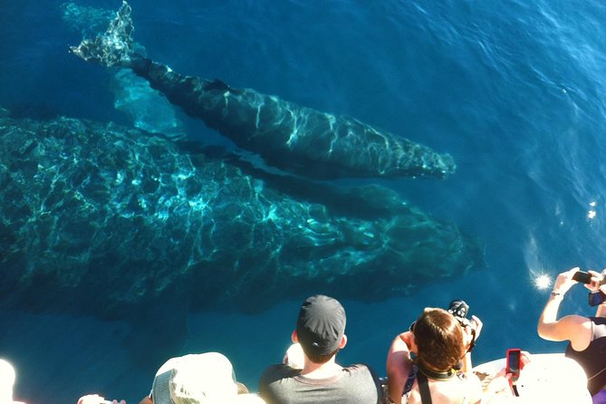 Whale Watching from Ma'alaea Harbor - The Naturalists Are a Major Part of the Value