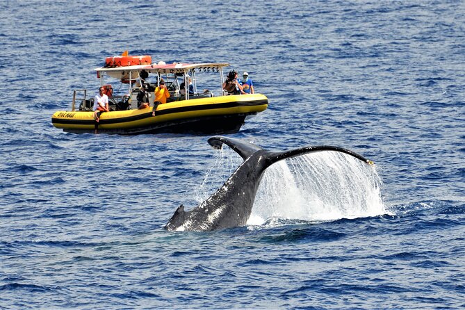 Whale Watching Maui: 2-Hour Small Group Raft Tour from Lahaina - Key points to know before booking