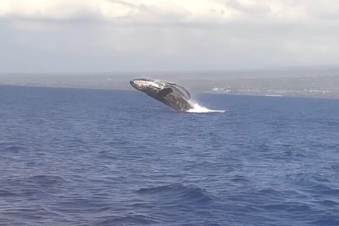 Whale Watching Tour on a Charming Hawaiian Catamaran From Maalaea - Leaving Maalaea Harbor aboard Winona