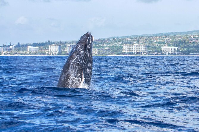 Whale Watching Tour on a Charming Hawaiian Catamaran From Maalaea - Views of West Maui, Molokai, and Lanai