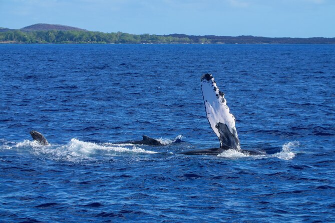 Whale Watching Tour on a Charming Hawaiian Catamaran From Maalaea - Snacks, drinks, and the relaxed onboard setup