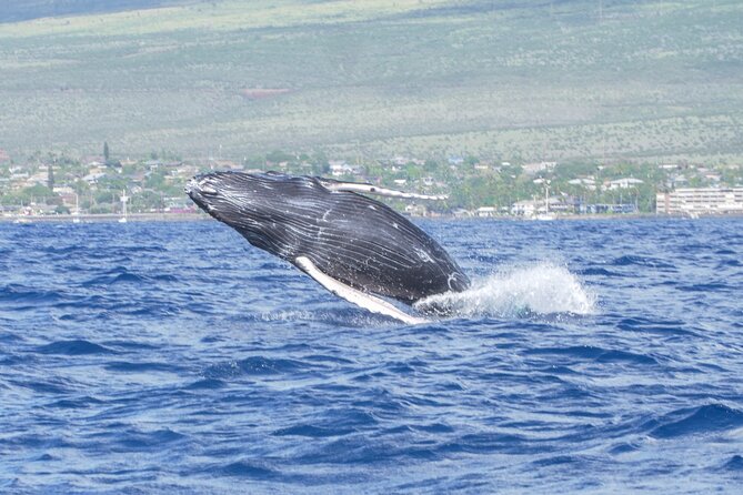 Whale Watching Tour on a Charming Hawaiian Catamaran From Maalaea - How the smaller boat changes the experience