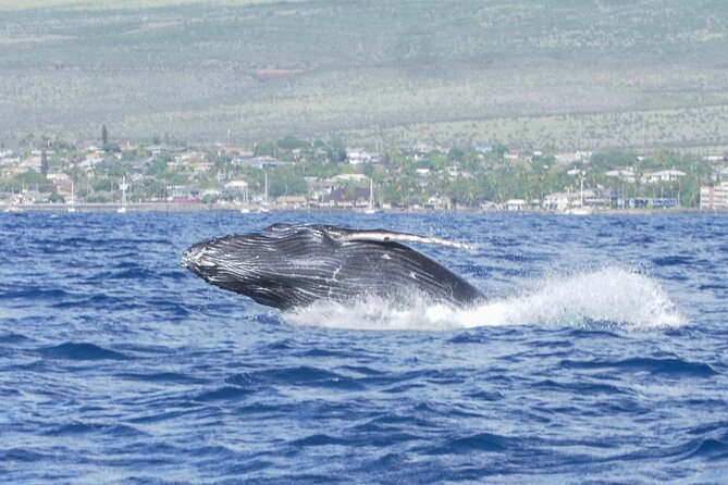 Whale Watching Tour on a Charming Hawaiian Catamaran From Maalaea - Is $85 a fair price?
