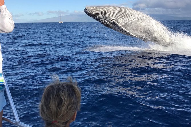 WHALES GUARANTEED Maui Whale Watching Makai Adventures - Why this boat matters off Maui