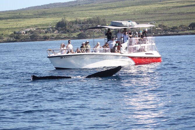 WHALES GUARANTEED Maui Whale Watching Makai Adventures - What happens during the 2-hour-15-minute outing