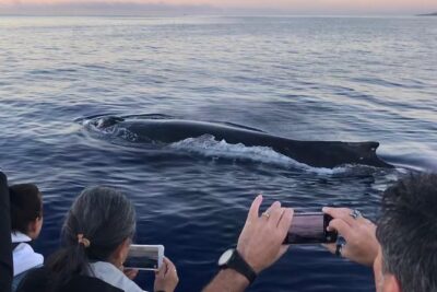 WHALES GUARANTEED Maui Whale Watching Makai Adventures