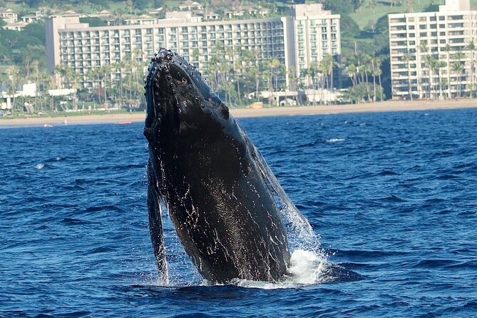 WHALES GUARANTEED Maui Whale Watching Makai Adventures - Who will enjoy Makai Adventures most