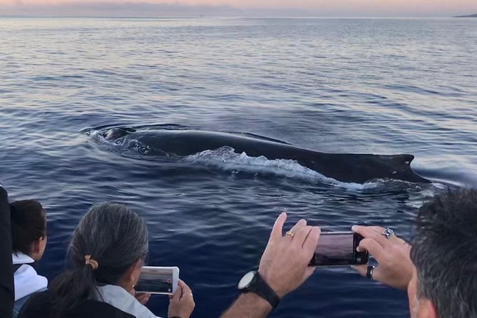 WHALES GUARANTEED Maui Whale Watching Makai Adventures - Starting at Mala Boat Ramp in Lahaina