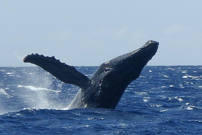Whalewatch Deluxe Tour from Ma'alaea Harbor - Key things to know before you book