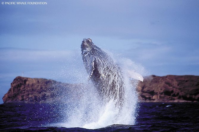 Whalewatch Deluxe Tour from Ma'alaea Harbor - A roomy catamaran with a 75-person limit
