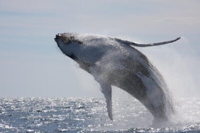 Whalewatch Deluxe Tour from Ma’alaea Harbor