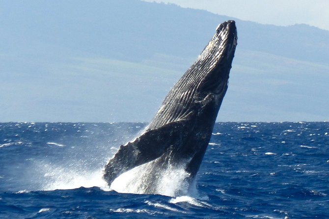 Whalewatch Deluxe Tour from Ma'alaea Harbor - Alcohol details need confirmation