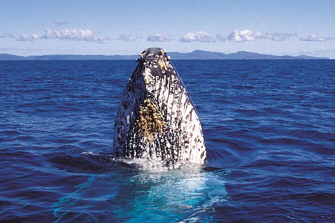 Whalewatch Deluxe Tour from Ma'alaea Harbor - How the $158 price works for you