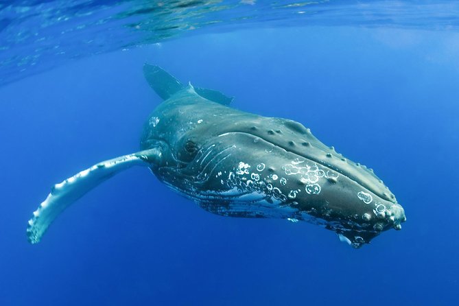 Whalewatch Deluxe Tour from Ma'alaea Harbor - Timing, meeting point, and practical planning