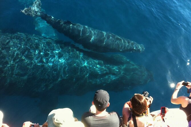 Whalewatch Deluxe Tour from Ma'alaea Harbor - Who will enjoy this whale cruise most